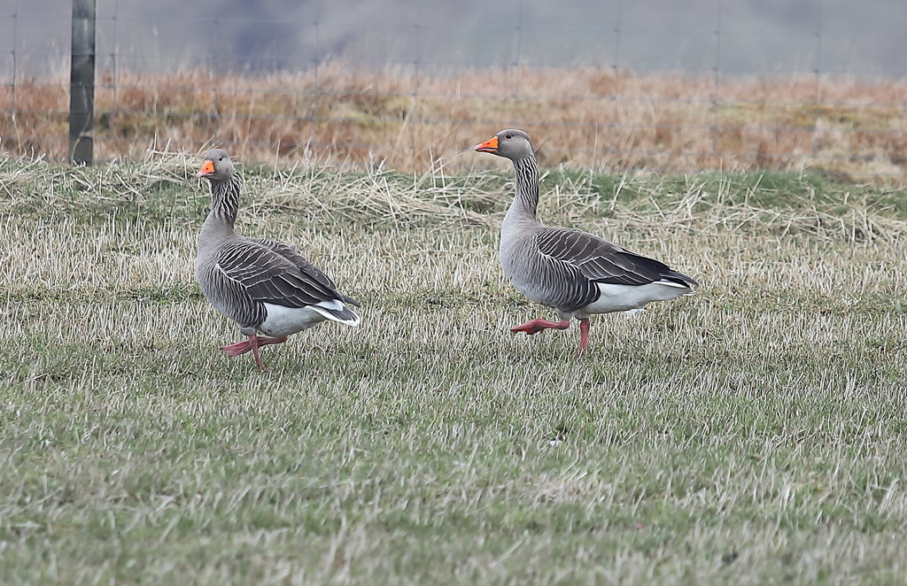 Grey Lag Goose by lifeat60degrees