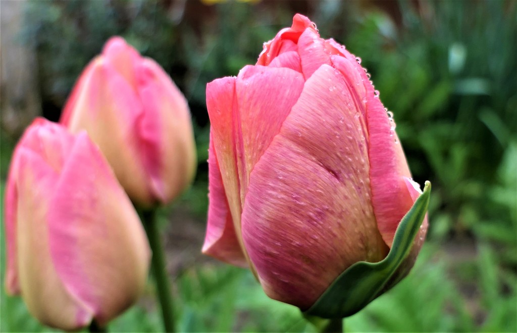 Tulips by carole_sandford