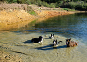15th Apr 2018 - Swimming Dogs