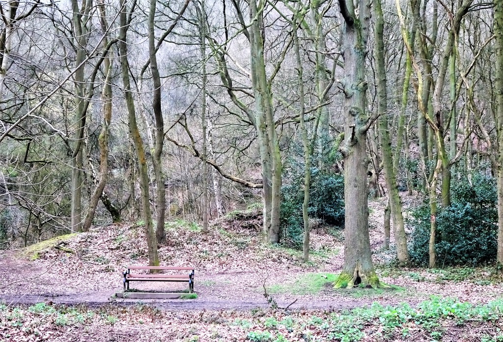 Ercall Woods  by beryl