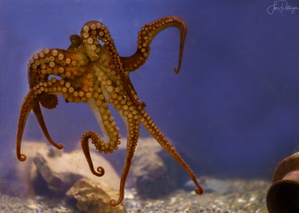Octopus Peeking Out  by jgpittenger