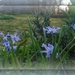 spring border blues by sarah19