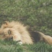 The Lion Sleeps Tonight by not_left_handed