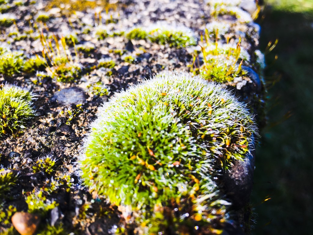 Dew On Moss by clay88