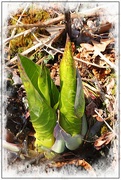 15th Apr 2018 - Skunk Cabbage in Bloom