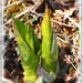 Skunk Cabbage in Bloom by olivetreeann