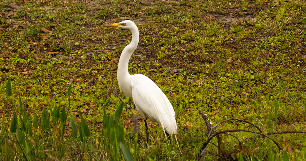 Drive By Egret! by rickster549