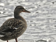 15th Apr 2018 - Profile of a duck