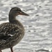 Profile of a duck by amyk