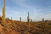 14th Apr 2018 - Saguaro Cacti