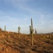 Saguaro Cacti by harbie