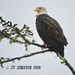 The Eagle Has Landed! by soylentgreenpics