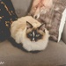 belle - ragdoll kitty by ulla