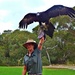 Jedda the Wedge-Tailed Eagle by leggzy