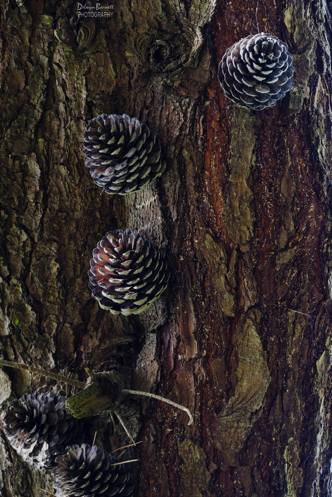 Pine cones by dkbarnett