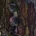 Pine cones by dkbarnett