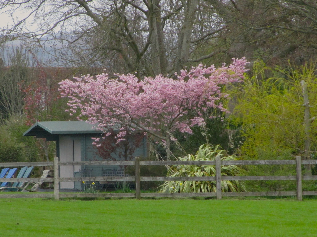 Spring Blossom by davemockford