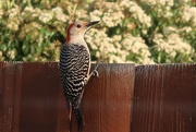 16th Apr 2018 - Our resident red bellied woodpecker 