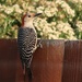 Our resident red bellied woodpecker  by louannwarren