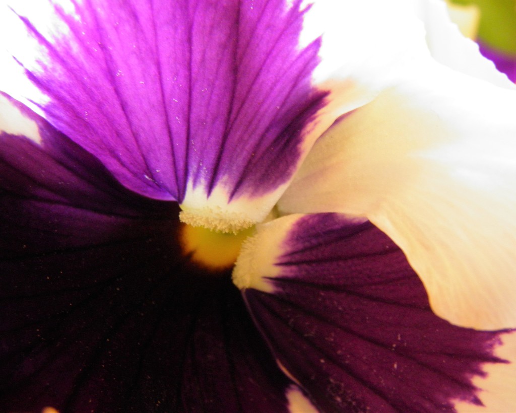April 16: Pansy by daisymiller