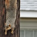 Squirrel Yoga by brillomick