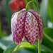 Fritillary by 365anne