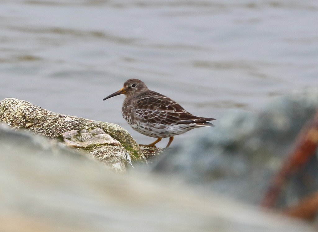 Purple Sandpiper by lifeat60degrees