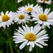 Daisies by julienne1