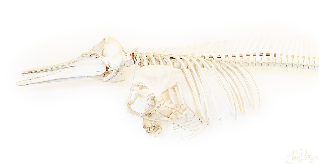 Common Dolphin Skeleton  by jgpittenger