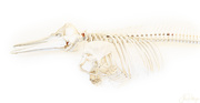 16th Apr 2018 - Common Dolphin Skeleton 
