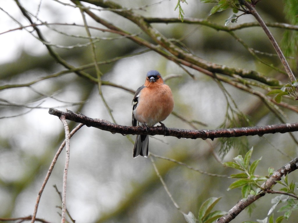  Mr Chaffinch  by susiemc