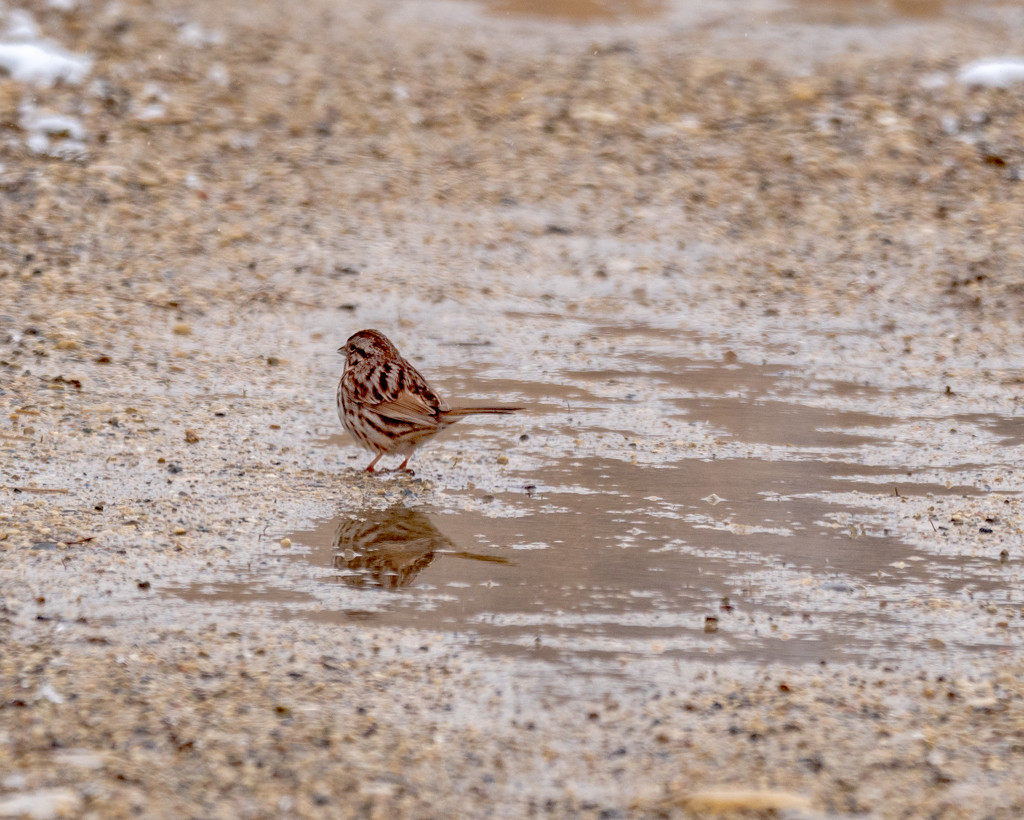 Sparrow by a puddle by rminer