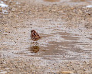 16th Apr 2018 - Sparrow by a puddle