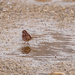 Sparrow by a puddle by rminer