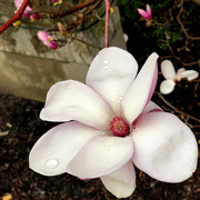 17th Apr 2018 - One Magnolia Blossom