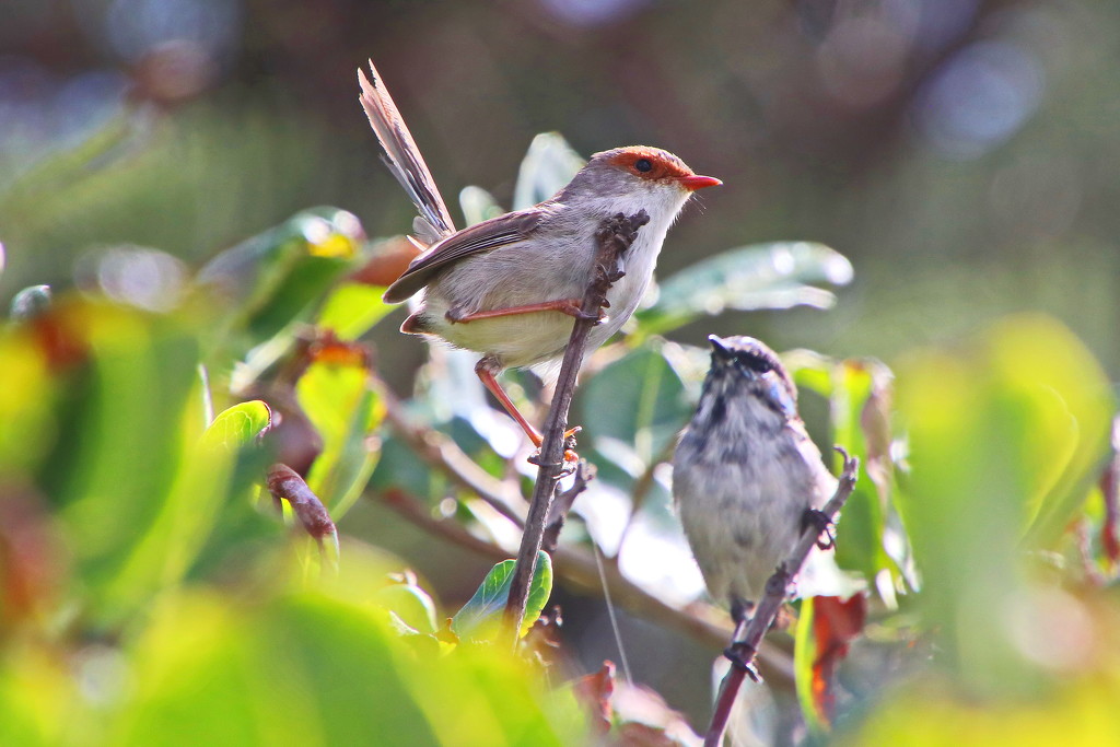 Female  Fairy Wren by terryliv