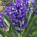 Heavenly Hyacinths by beckyk365