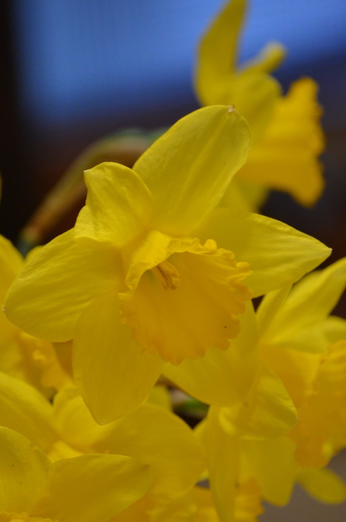 Daffodil  by kdrinkie