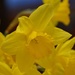 Daffodil  by kdrinkie