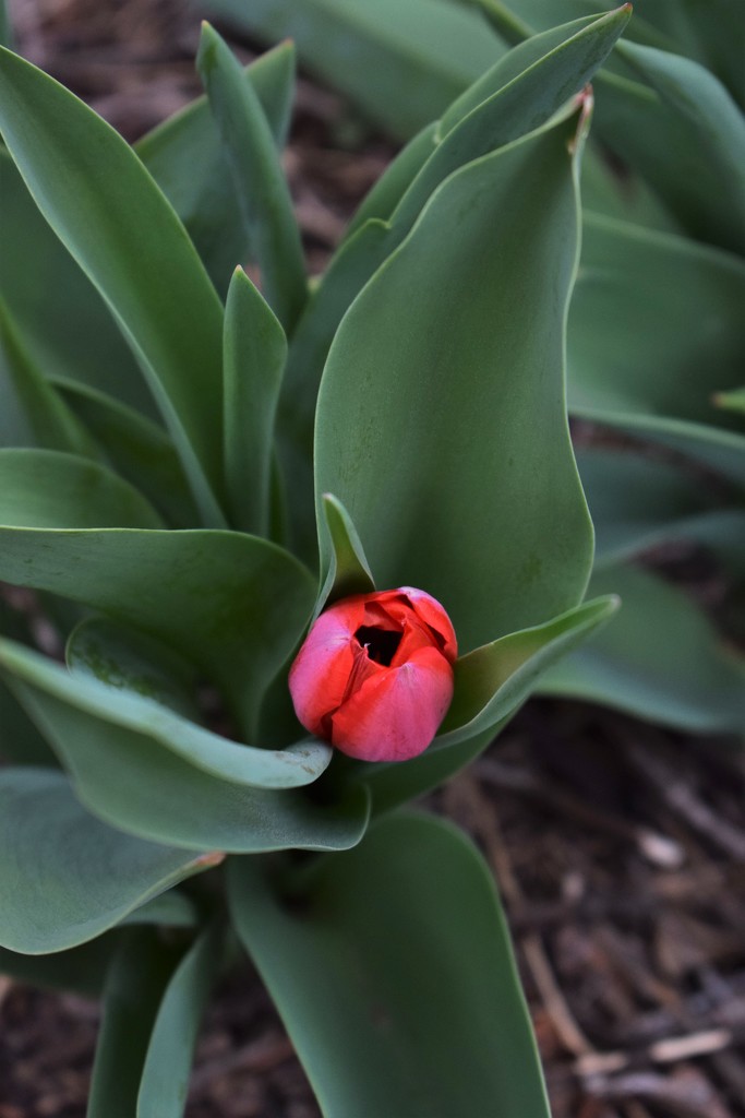 My Tulip by sandlily