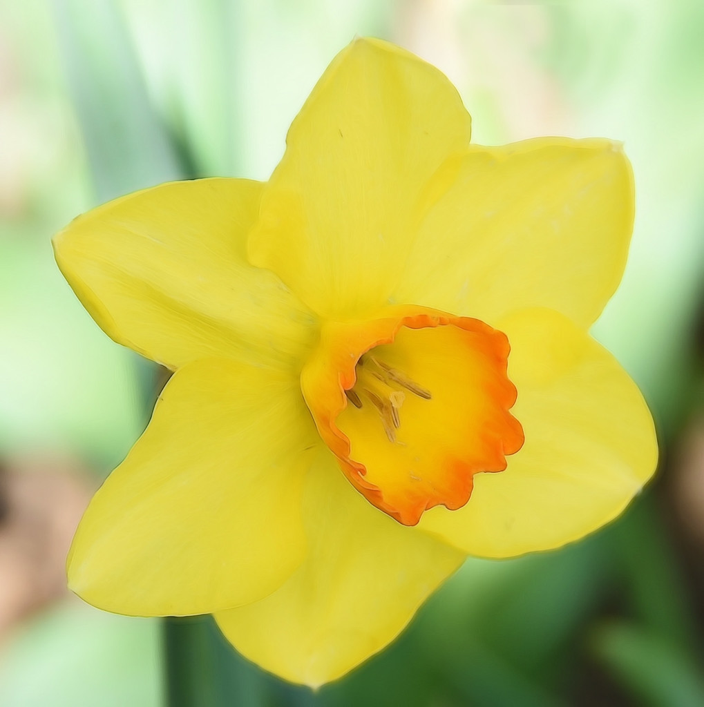 Daffodil by joysfocus