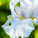 White Iris by joysfocus
