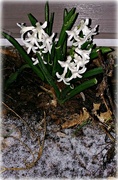 16th Apr 2018 - Hardy Little Hyacinth Plant