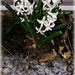 Hardy Little Hyacinth Plant by jo38