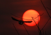 16th Apr 2018 - Meadowlark Flies into Kansas Sunset