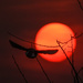 Meadowlark Flies into Kansas Sunset by kareenking