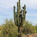 Very Old Saguaro Cactus by harbie