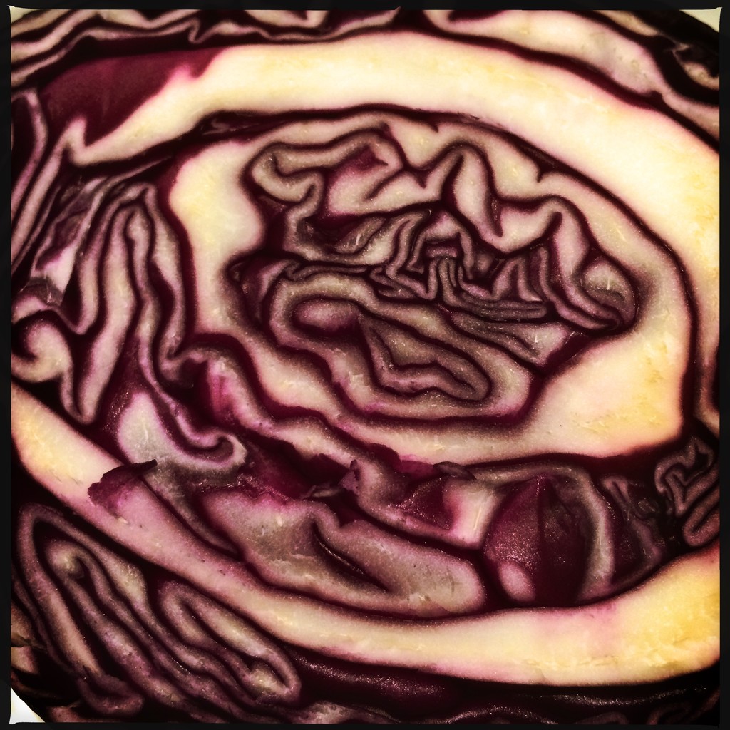 Cabbage by mastermek