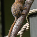 Pygmy Marmoset by yorkshirekiwi