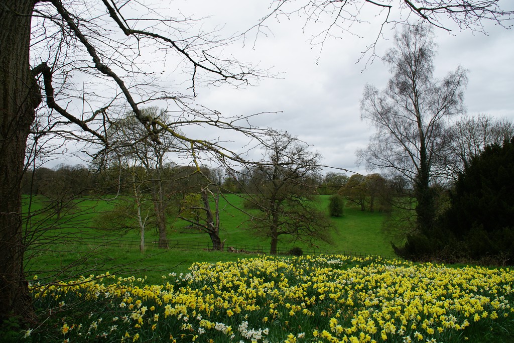 a daffodil landscape by quietpurplehaze